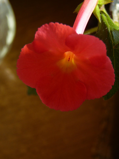 18 august 2011 003 - achimenes