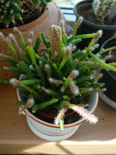 Rhipsalis august 2011 - cactusi si suculente