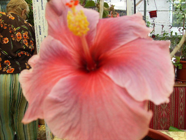 Hibiscus - flori  de august 2011