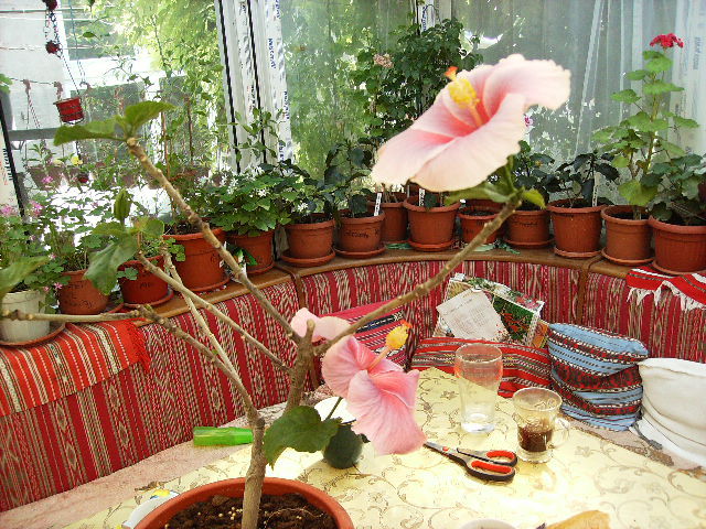 Hibiscus - flori  de august 2011