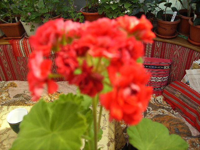 muscata - flori  de august 2011