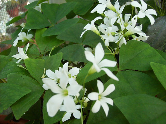 trifoi(oxalis) - flori  de august 2011