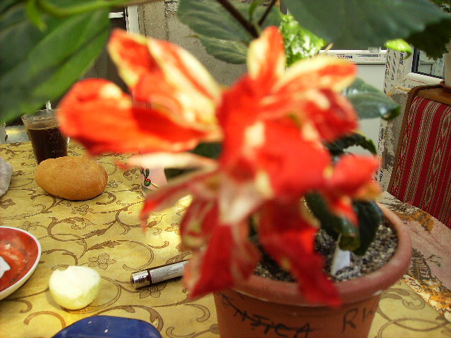 hibiscus Baptistii - flori  de august 2011