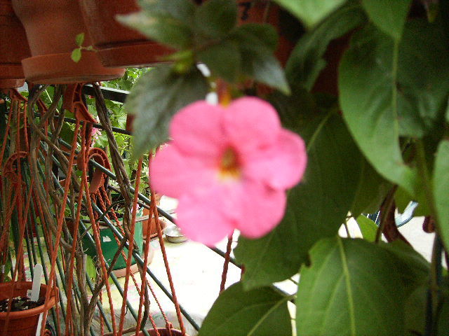 achimenes - flori  de august 2011