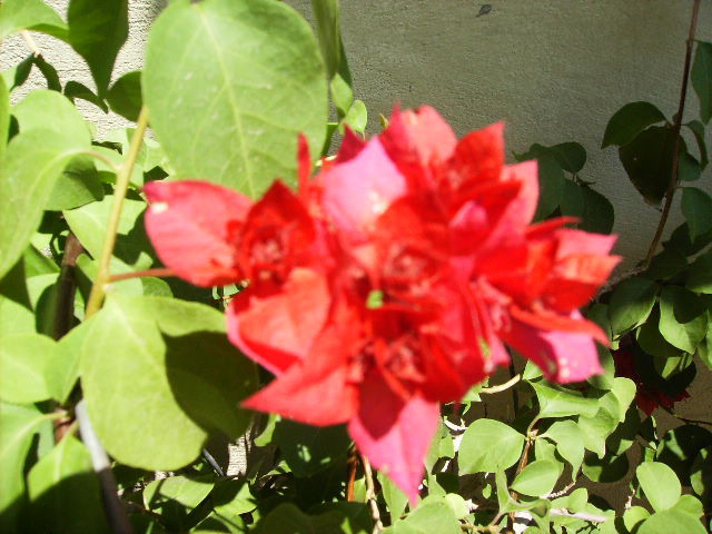 Bouga rosie dubla - flori  de august 2011