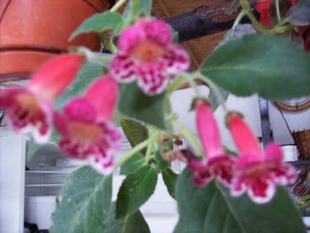 kohleria - flori  de august 2011