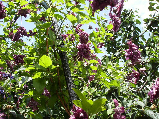 clematis - flori  de august 2011