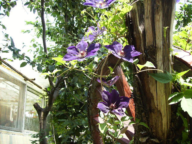 clematis - flori  de august 2011