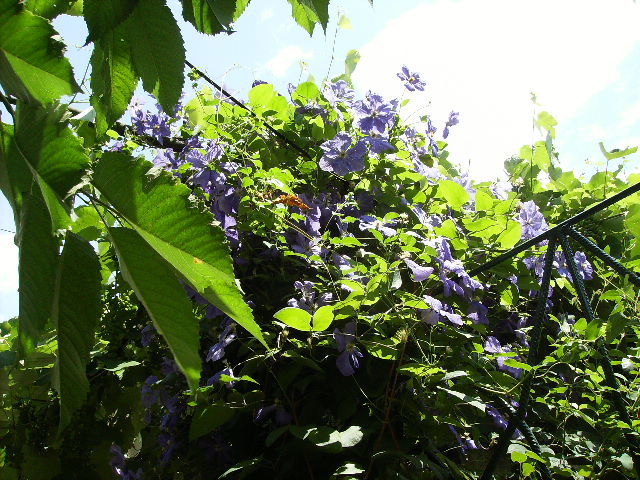 clematis - flori  de august 2011