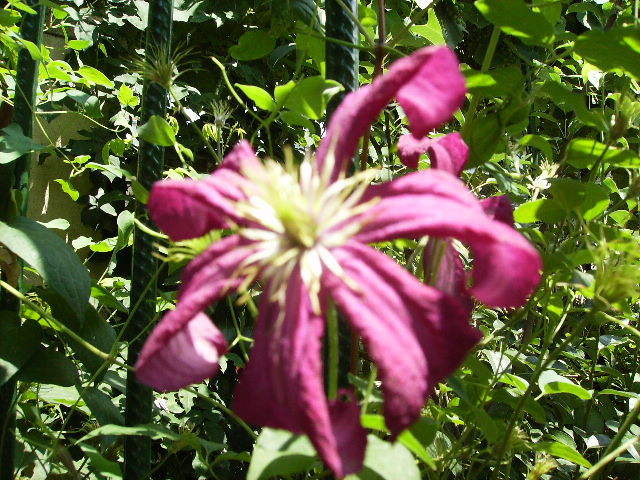 clematis - flori  de august 2011