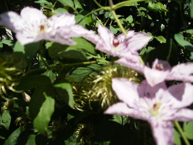 clematis - flori  de august 2011