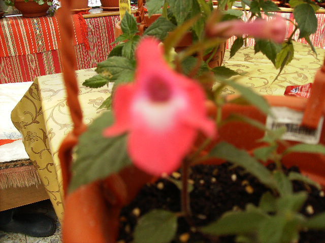 achimenes