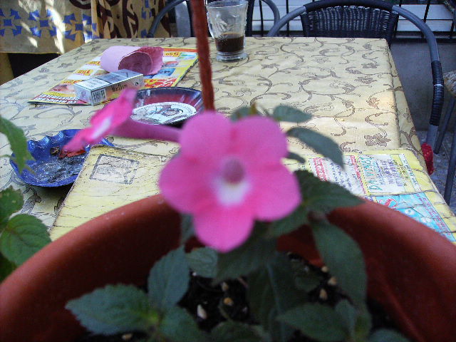 achimenes Rosi Frost