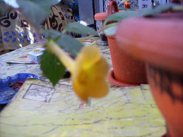 achimenes Yellow Joy