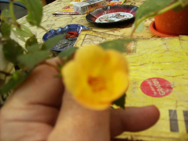 achimenes Yellow Joy 2 - flori  de august 2011