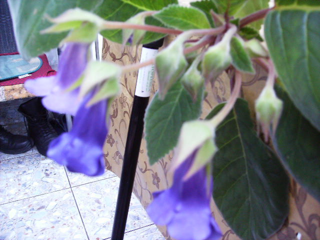 minisinningia - flori  de august 2011