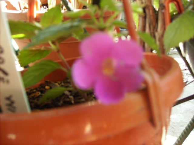 achimenes - flori  de august 2011