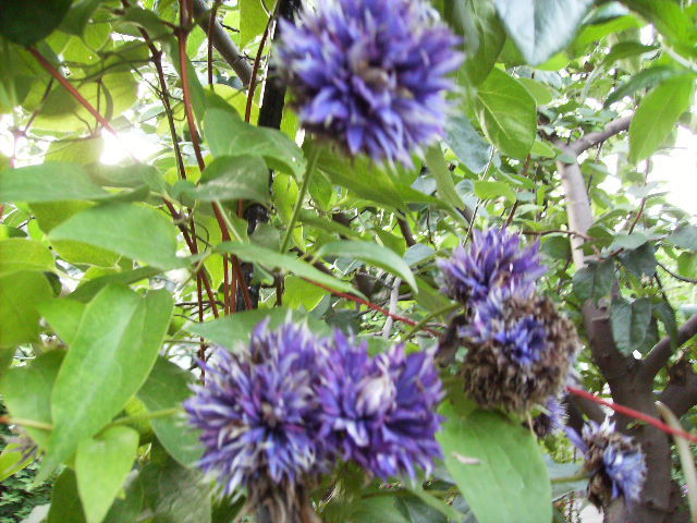 clematis