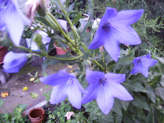 clopotei de gradina