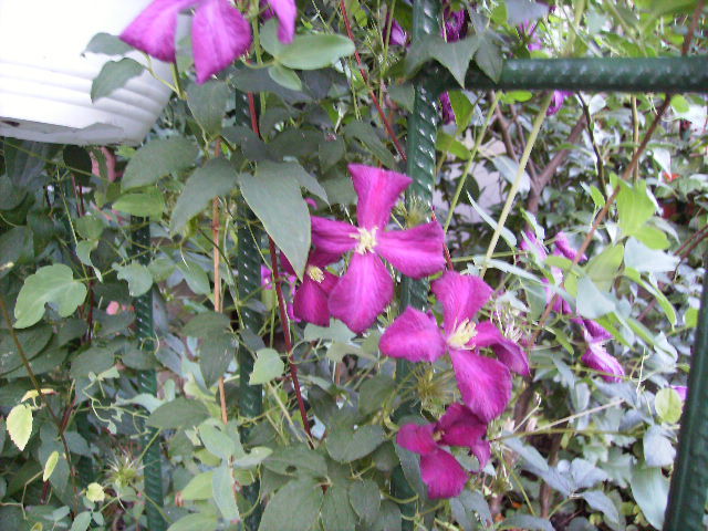 clematis