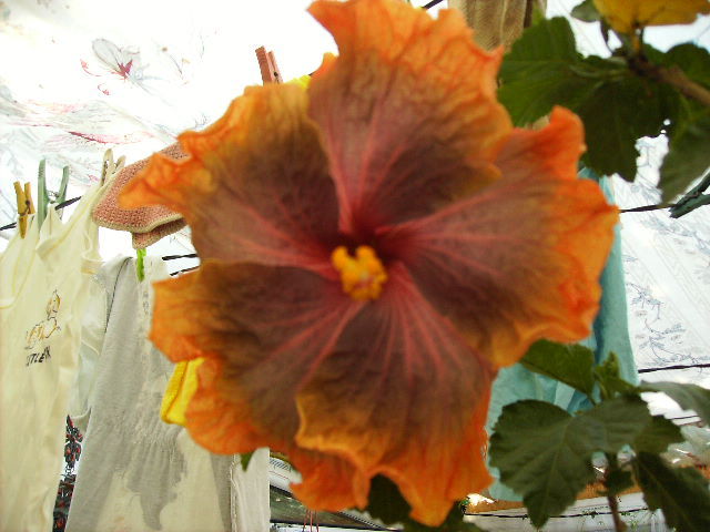 Hibiscus