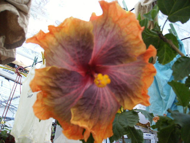Hibiscus 2