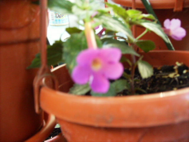 achimenes