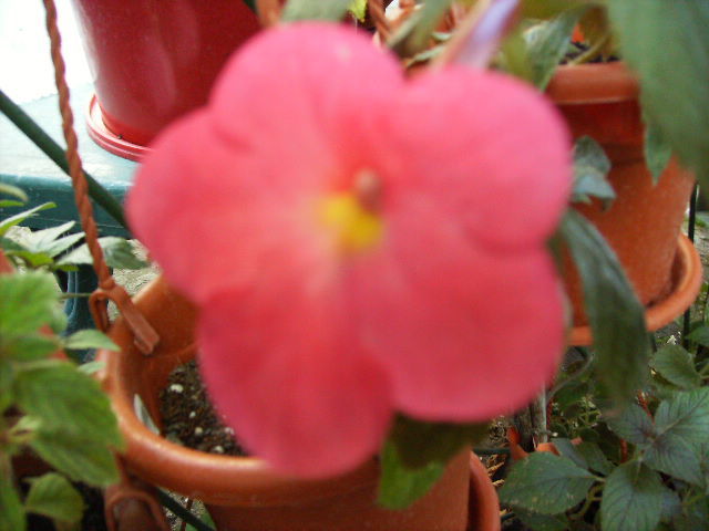 achimenes