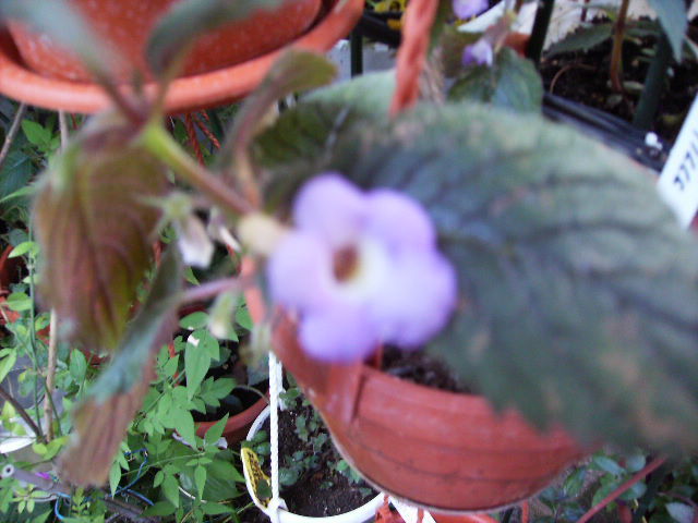 achimenes