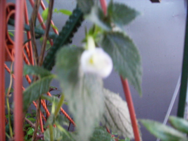 achimenes