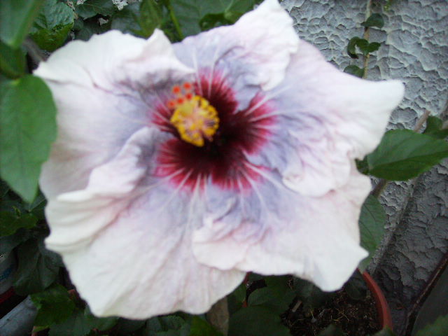Hibiscus