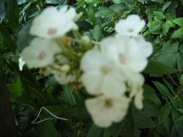 phlox