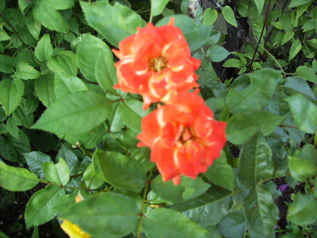 trandafir