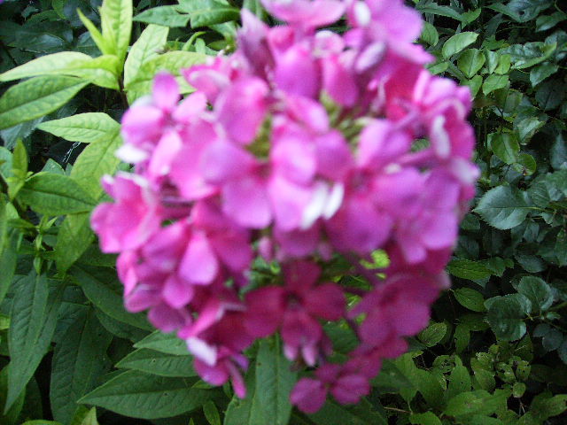 phlox