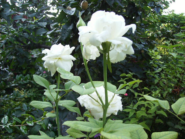 trandafir