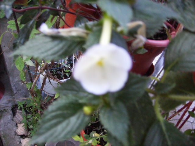 achimenes Himalaian Angel - flori  de august 2011