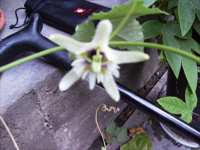 passiflorfa Foetida