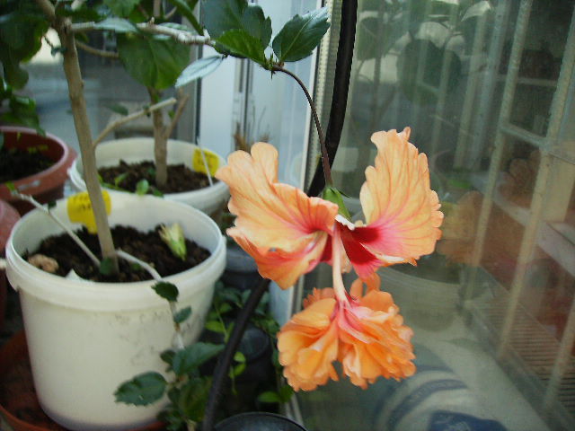 Hibiscus El capitolio