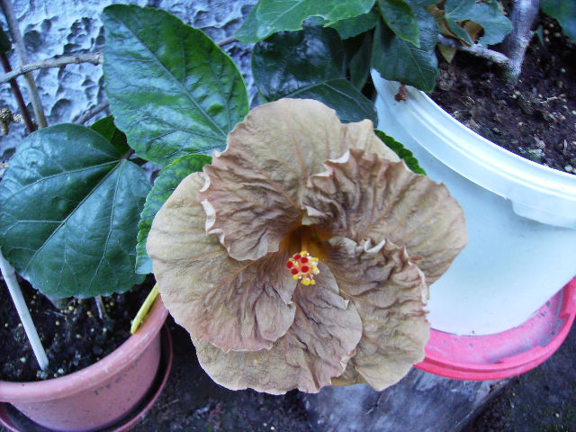 Hibiscus