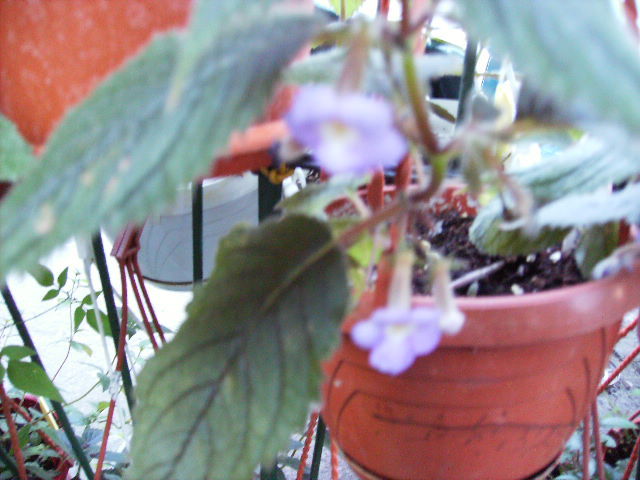 achimenantha - flori  de august 2011