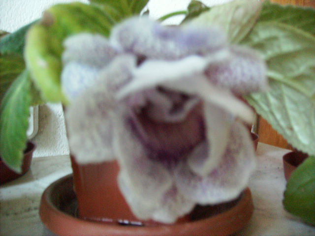 gloxinia - flori  de august 2011