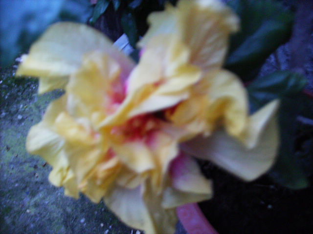 Hibiscus - flori  de august 2011