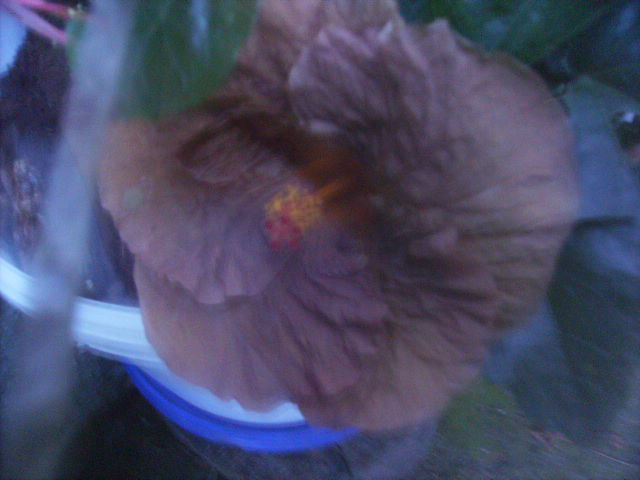 Hibiscus 2 - flori  de august 2011