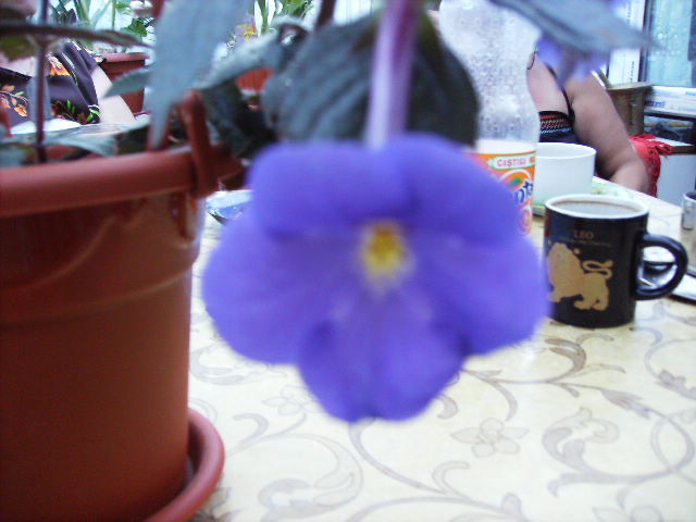 achimenes - flori  de august 2011