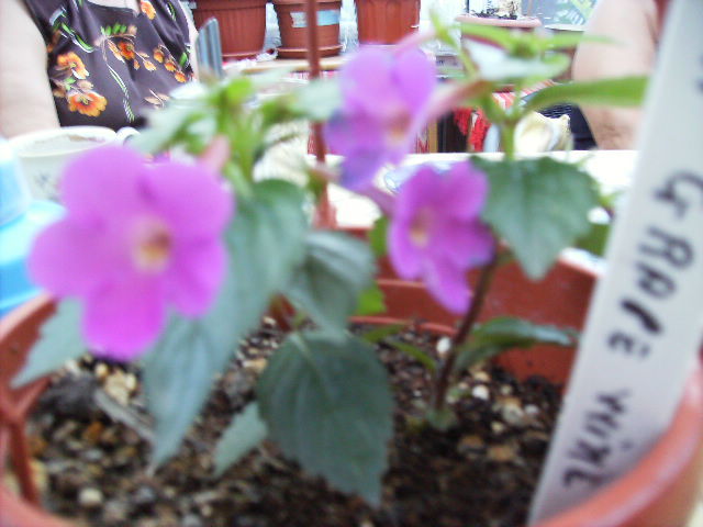 achimenes Gape Wine - flori  de august 2011