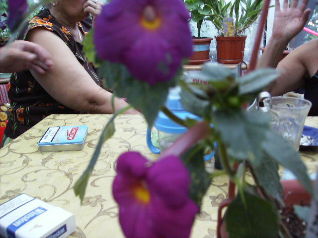 achimenes 2 - flori  de august 2011