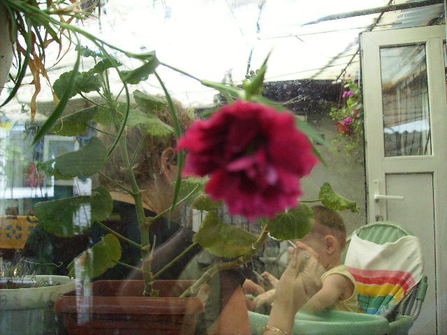 garofita de ghiveci - flori  de august 2011