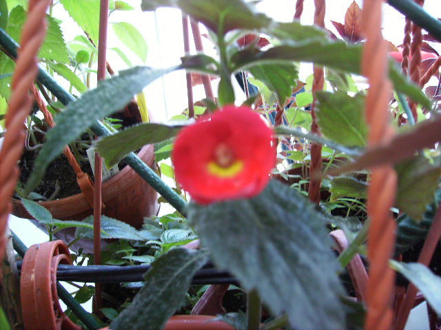 achimenes - flori  de august 2011