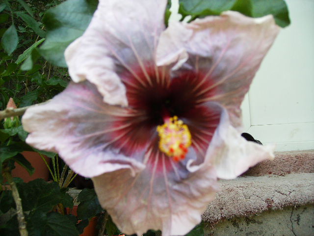 Hibiscus