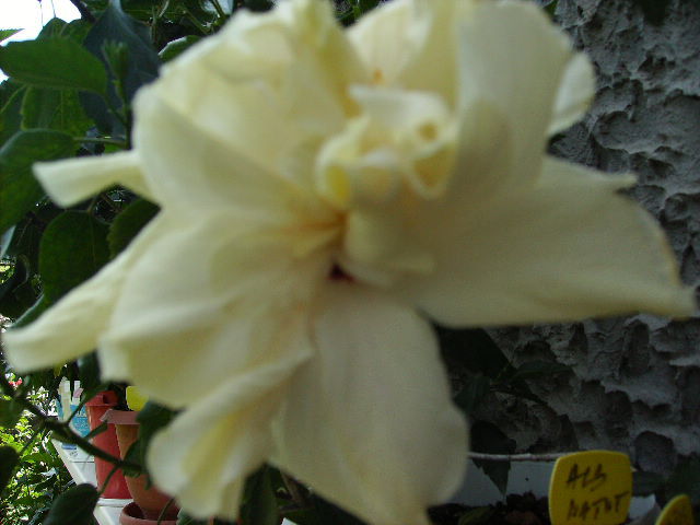 Hibiscus - flori  de august 2011